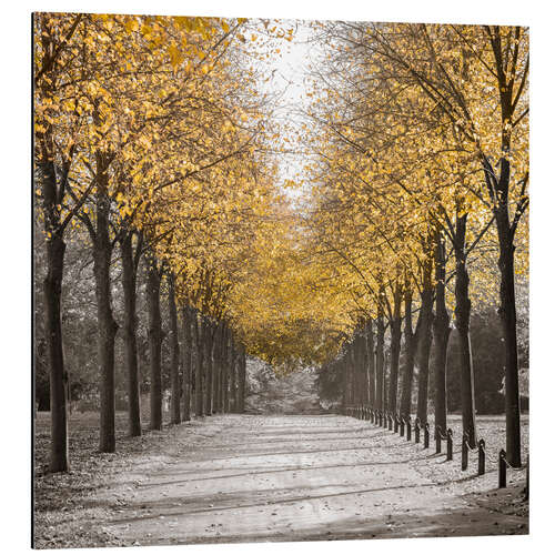 Aluminium print Golden Avenue