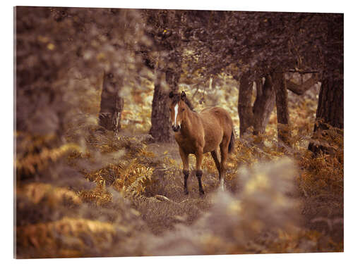 Akrylglastavla Curious Wild Horse