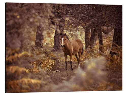 Aluminium print Curious Wild Horse