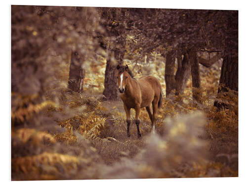 Foam board print Curious Wild Horse