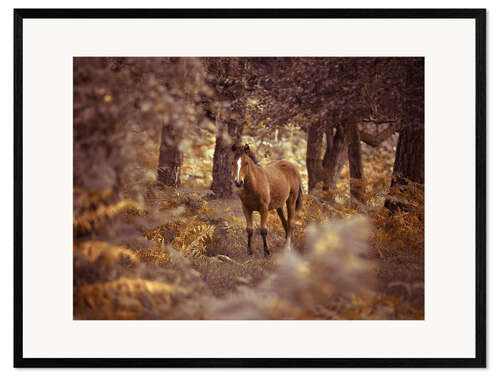 Impresión de arte enmarcada Curious Wild Horse