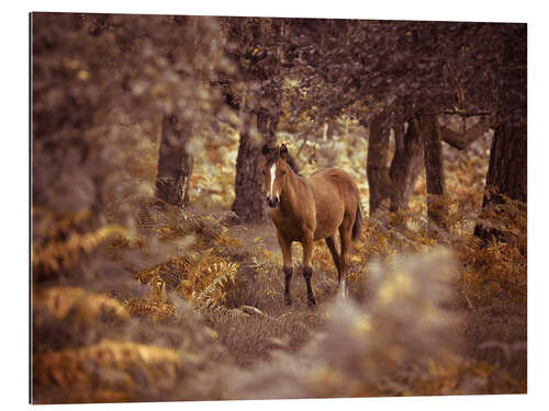 Gallery print Curious Wild Horse