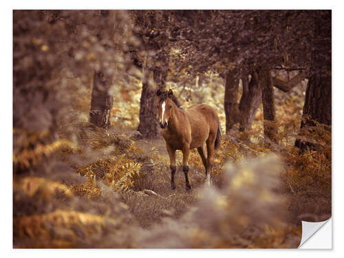 Sticker mural Curious Wild Horse