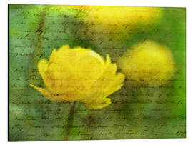 Aluminium print Yellow Anemone Flower