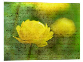 Foam board print Yellow Anemone Flower