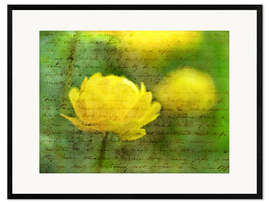 Innrammet kunsttrykk Yellow Anemone Flower