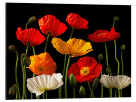 Alumiinitaulu Multicolored Poppies