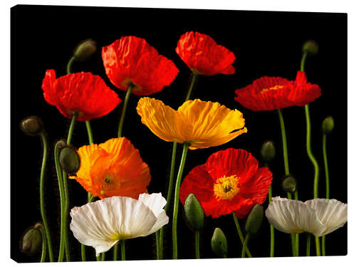 Canvastavla Multicolored Poppies