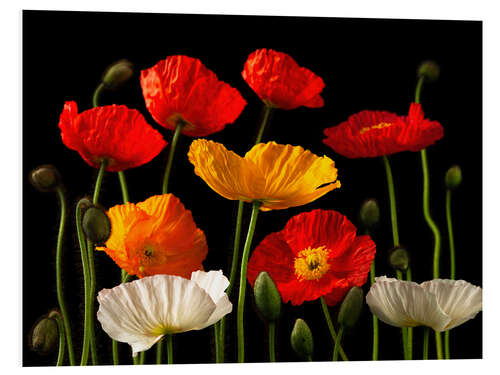 Tableau en PVC Multicolored Poppies