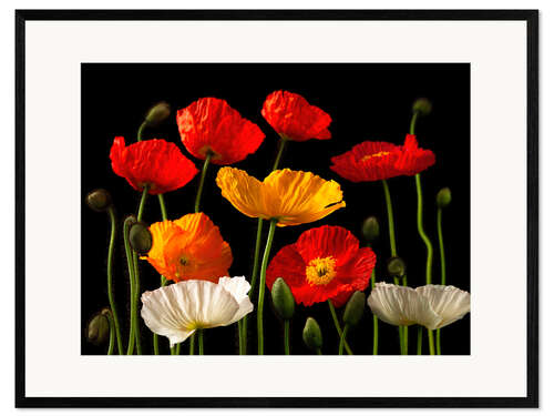 Impression artistique encadrée Multicolored Poppies