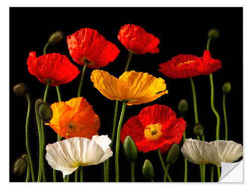 Sisustustarra Multicolored Poppies