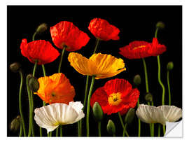 Autocolante decorativo Multicolored Poppies