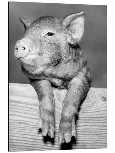 Aluminium print Lucky Pig