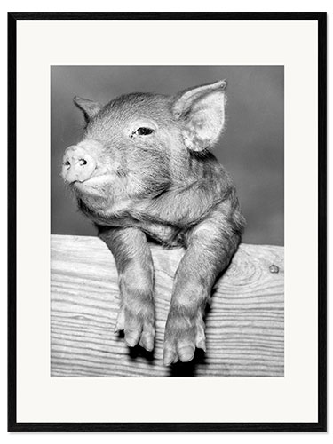 Plakat artystyczny premium w ramie Lucky Pig