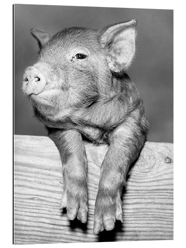 Gallery print Lucky Pig