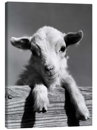 Canvas print A Curious Lamb