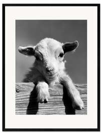 Impression artistique encadrée A Curious Lamb