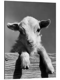 Magnettafel Ein neugieriges Lamm