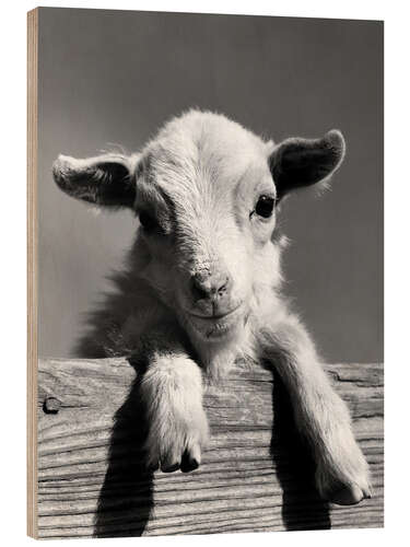 Trebilde A Curious Lamb
