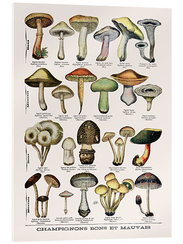 Akrylglastavla Botanical Plate II '"Good and Bad Mushrooms", c.1900