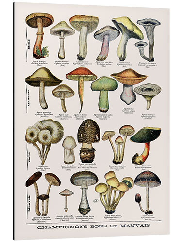 Tableau en aluminium Botanical Plate II '"Good and Bad Mushrooms", c.1900