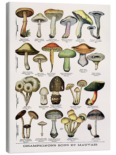 Obraz na płótnie Botanical Plate II '"Good and Bad Mushrooms", c.1900