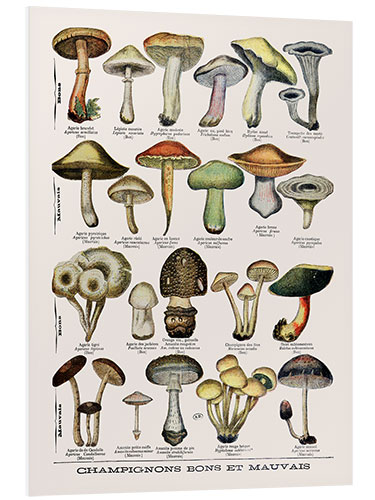 Tableau en PVC Botanical Plate II '"Good and Bad Mushrooms", c.1900