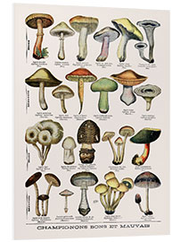 Foam board print Botanical Plate II '"Good and Bad Mushrooms", c.1900