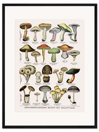 Gerahmter Kunstdruck Botanische Tafel II "Speise- und Giftpilze", um 1900