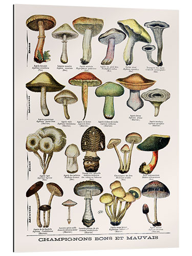 Gallery print Botanical Plate II '"Good and Bad Mushrooms", c.1900