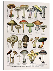 Gallery print Botanical Plate II &#039;&quot;Good and Bad Mushrooms&quot;, c.1900