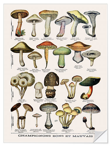 Naklejka na ścianę Botanical Plate II '"Good and Bad Mushrooms", c.1900