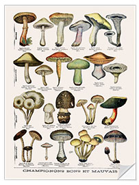 Selvklebende plakat Botanical Plate II '"Good and Bad Mushrooms", c.1900