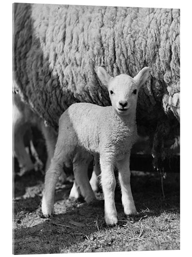 Akrylbilde Little Lamb