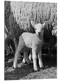 Tableau en aluminium Little Lamb