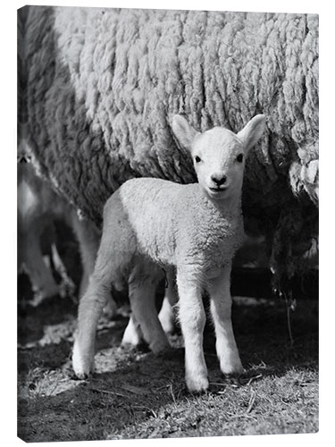 Canvas print Little Lamb