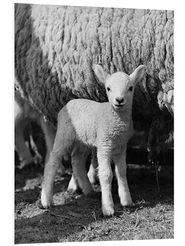 Foam board print Little Lamb