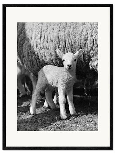 Framed art print Little Lamb