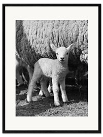 Framed art print Little Lamb