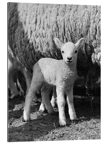 Stampa su plexi-alluminio Little Lamb