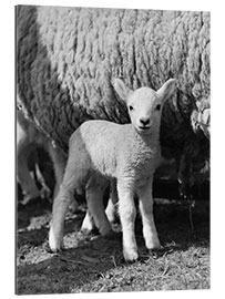 Stampa su plexi-alluminio Little Lamb