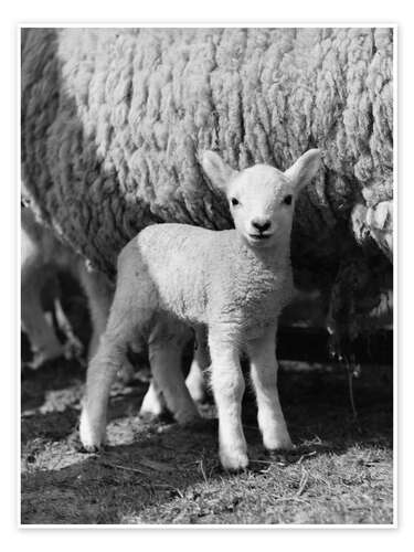 Juliste Little Lamb