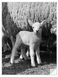 Sisustustarra Little Lamb