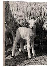 Wood print Little Lamb