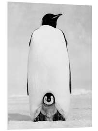 Foam board print Penguin Mom With its Chick in the Snow