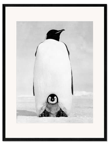 Framed art print Penguin Mom With its Chick in the Snow