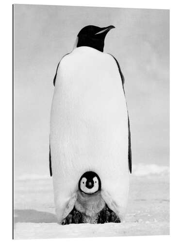 Gallery print Penguin Mom With its Chick in the Snow