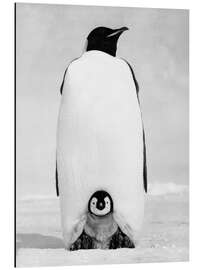 Magnettafel Pinguin-Mutter mit ihrem Küken im Schnee