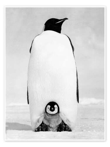 Poster Pinguin-Mutter mit ihrem Küken im Schnee