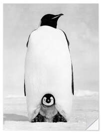 Naklejka na ścianę Penguin Mom With its Chick in the Snow